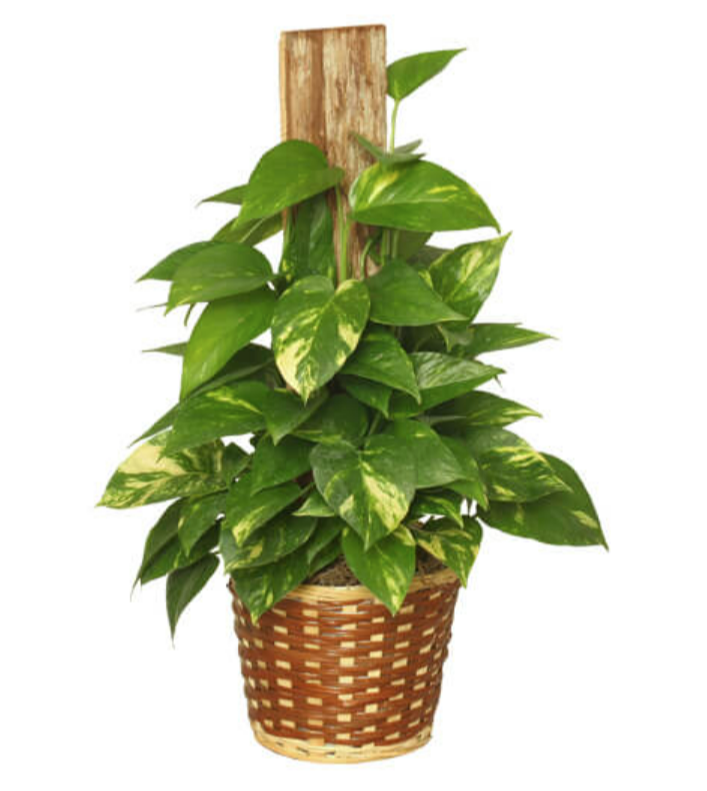 GOLDEN POTHOS PLANT